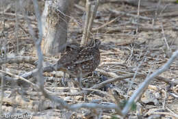 Image of Madagascan Buttonquail