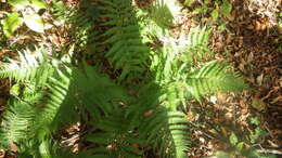 Image of Dryopteris caucasica (A. Br.) Fraser-Jenkins & Corley