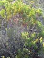 Plancia ëd Leucadendron comosum subsp. comosum