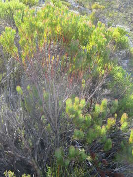 Image of Leucadendron comosum subsp. comosum