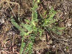 Image of Tennessee milkvetch