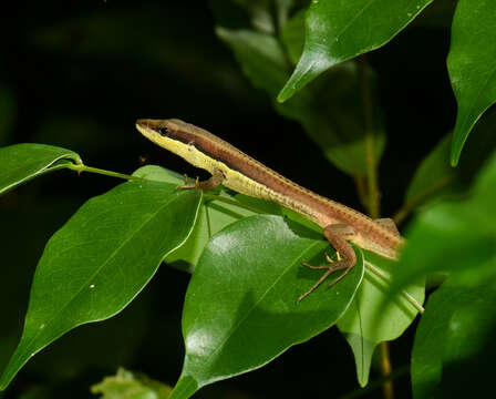 Image of Java Grass Lizard