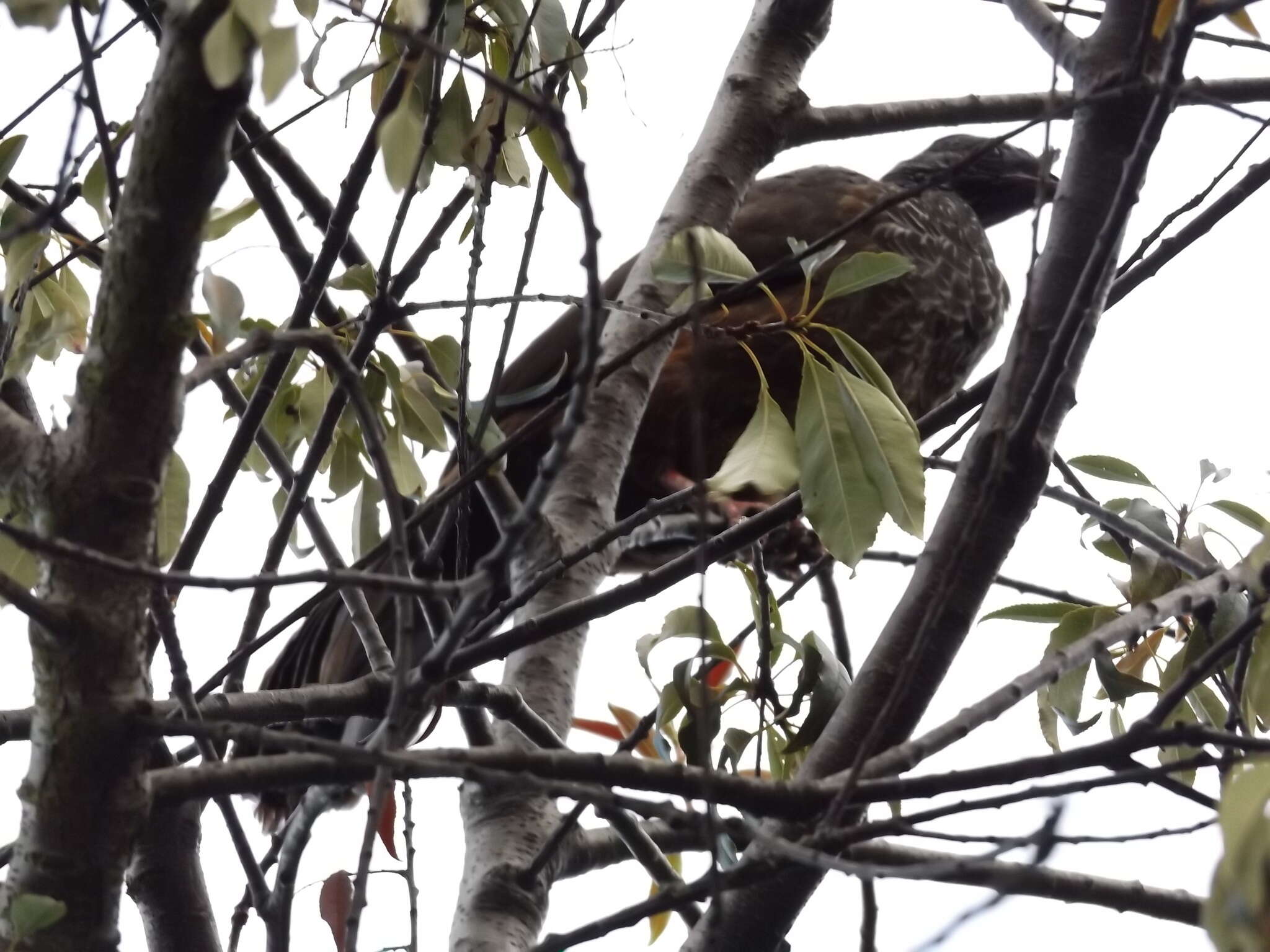 Image of Andean Guan