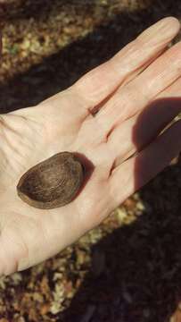 Image of mockernut hickory