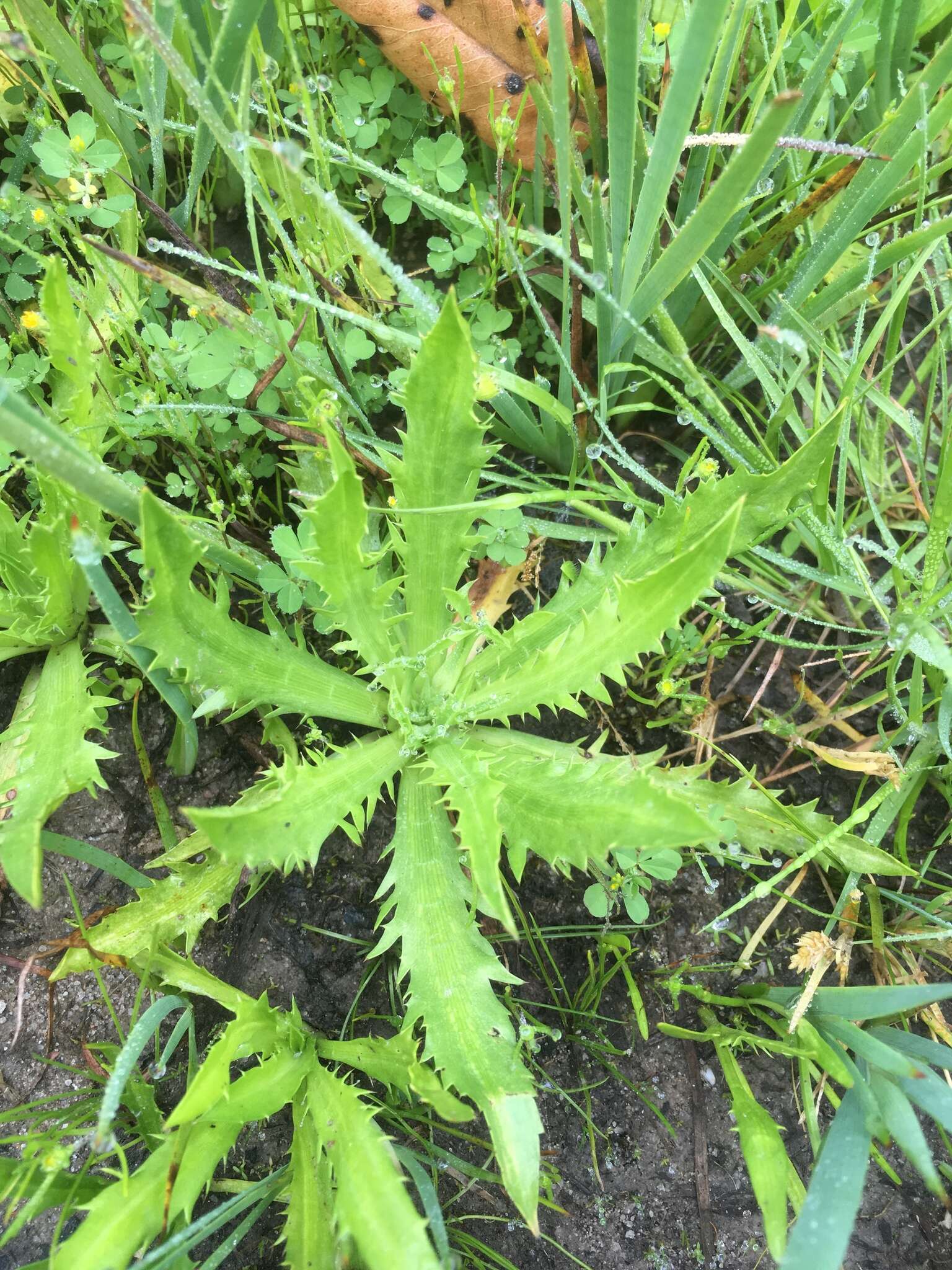 Image de Eryngium armatum (S. Wats.) Coult. & Rose