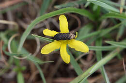 Image of Acmaeodera ruficaudis (De Geer 1778)