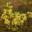 صورة Limonium aureum (L.) Hill