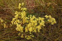 Image of Limonium aureum (L.) Hill