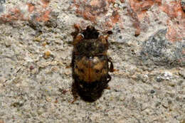 Image of Sap beetle