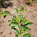 Sivun Rinorea angustifolia (Thou.) Baill. kuva