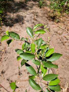 Image of Rinorea angustifolia (Thou.) Baill.