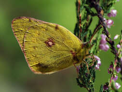 Plancia ëd Colias myrmidone (Esper 1781)