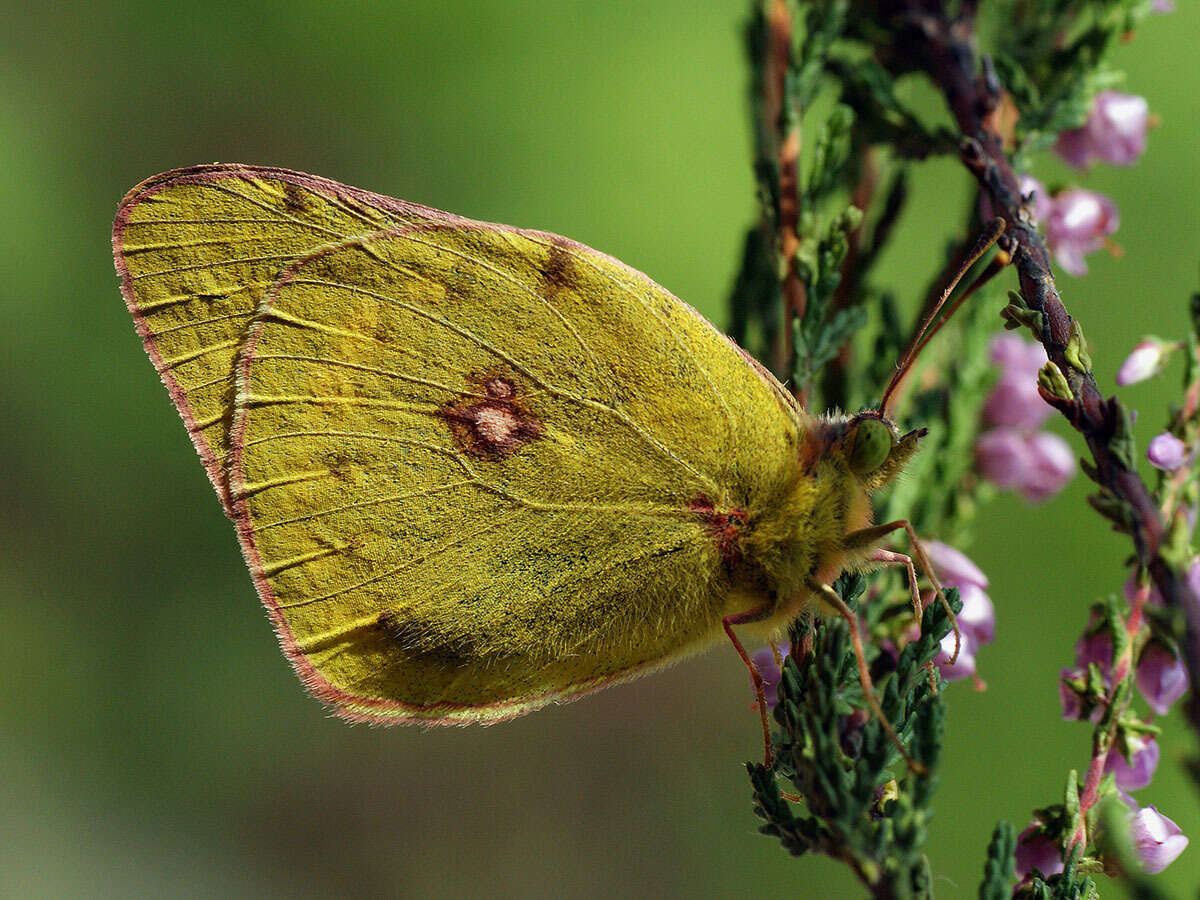 Plancia ëd Colias myrmidone (Esper 1781)