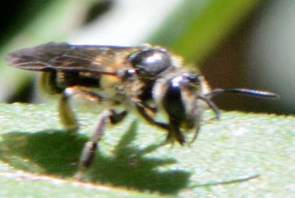 Image of Callandrena Cockerell 1898