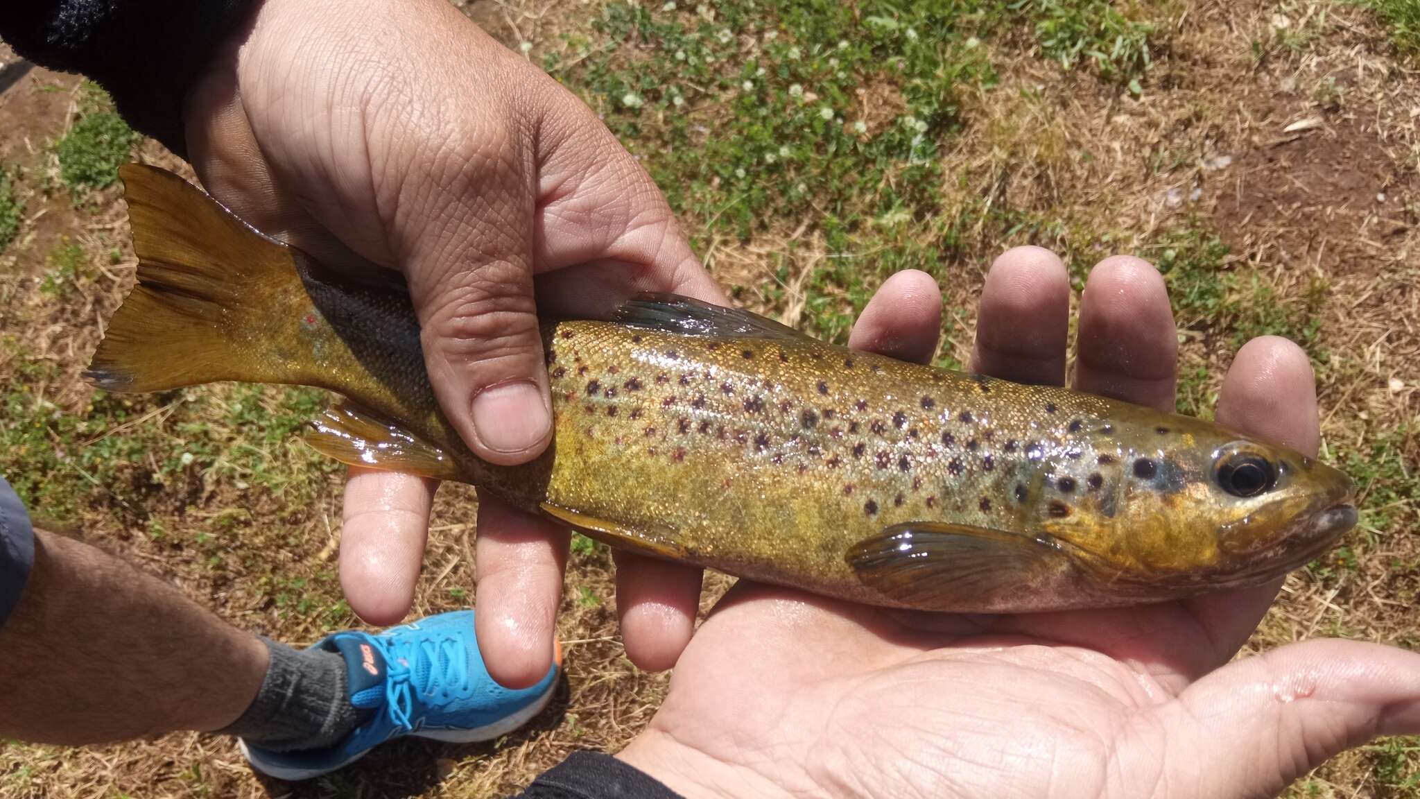 Image of Mediterranean trout