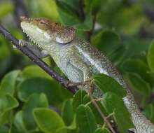 Image of Peltier’s Chameleon