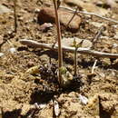 Image of Oxalis pes-caprae var. sericea (L. fil.) Salter