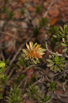 Image of Plazia daphnoides Wedd.