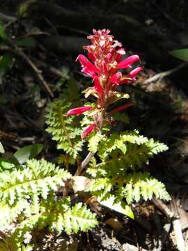 Слика од Pedicularis densiflora Benth.