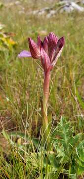 Image of Anacamptis papilionacea subsp. papilionacea