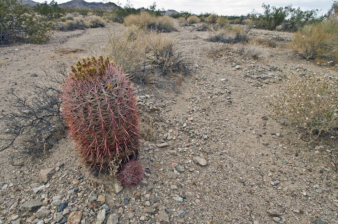 Image of Leconte's barrel cactus