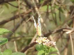 Image of Common Jezebel