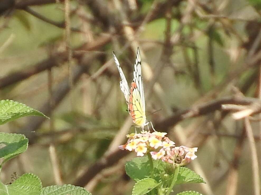 Image of Common Jezebel