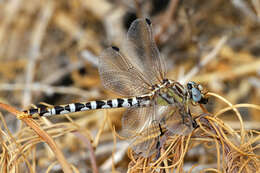 Imagem de Erpetogomphus compositus Hagen ex Selys 1858