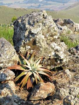 Image of Aloe suprafoliata Pole-Evans