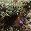 Image of Allium eduardi Stearn ex Airy Shaw