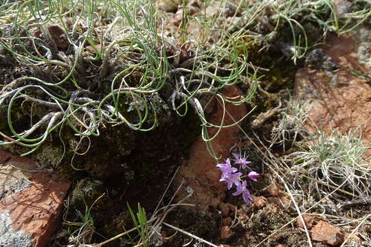 Image of Allium eduardi Stearn ex Airy Shaw