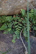 Image of Asplenium cordatum (Thunb.) Sw.