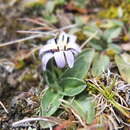Image of Perezia ciliosa (Phil.) Reiche