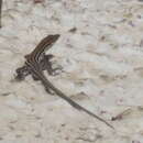 Image of Burchell's Sand Lizard