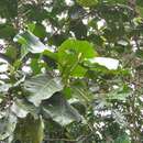 Image de Ladenbergia oblongifolia (Humb. ex Mutis) L. Andersson