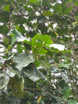 Image of Ladenbergia oblongifolia (Humb. ex Mutis) L. Andersson