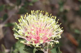 Image of Matchstick banksia