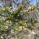 Imagem de Bertya tasmanica subsp. vestita Halford & R. J. F. Hend.