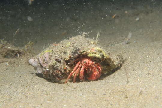 Image of striated hermit crab