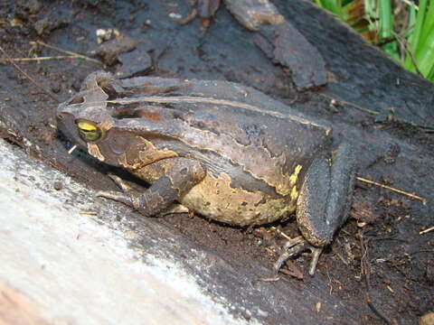 Image of Rhinella henseli (Lutz 1934)