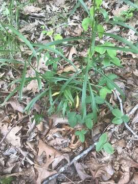 Image of Small's goldenrod