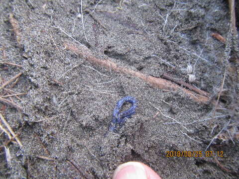 Image of Blue garden flatworm