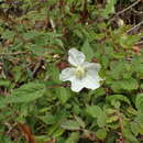 Image of Rubus sumatranus Miq.