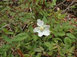 Plancia ëd Rubus sumatranus Miq.