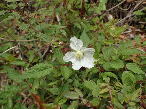 Plancia ëd Rubus sumatranus Miq.