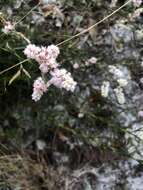 Polygonella robusta (Small) G. L. Nesom & V. M. Bates resmi