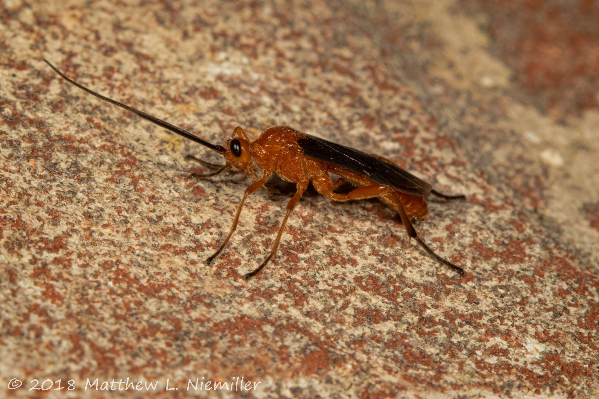 Image of Aleiodes politiceps (Gahan 1917)