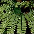 Image of Northern maidenhair fern