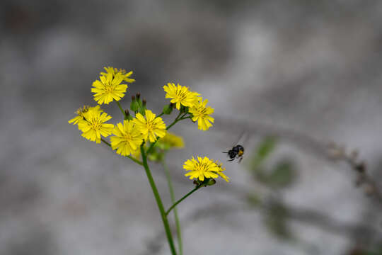 Augochlora nigrocyanea Cockerell 1897的圖片