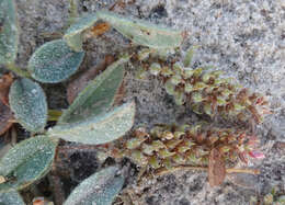 Imagem de Indigofera flavicans Baker